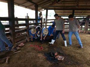 curso_extensao_brucelose04